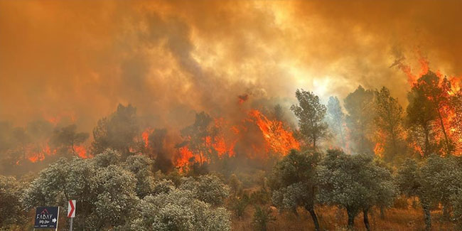 Milas’ta orman yangını başladı