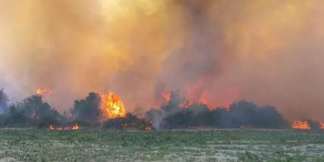 Manisa'da 17 saatte söndürülen orman yangınıyla ilgili 2 gözaltı