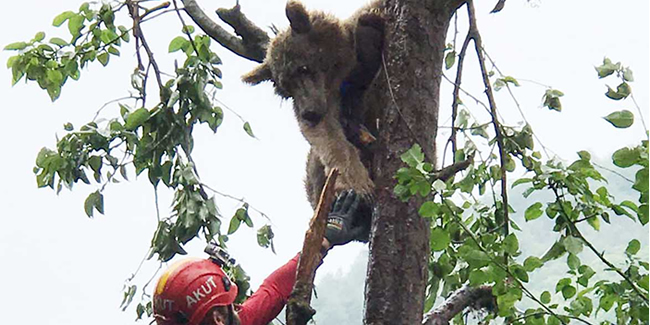 Rize'de çıktığı ağaçta mahsur kalan ayıyı AKUT kurtardı