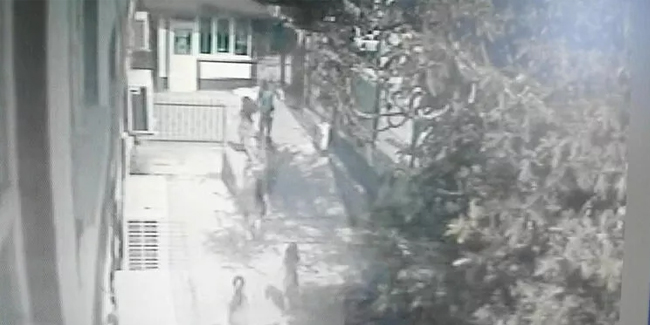 Bursa'da rüzgar nedeniyle okul girişindeki ağaç devrildi: Bir kadın yaralandı