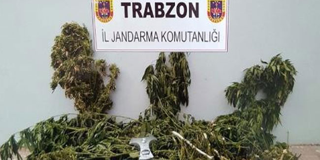Trabzon’da dev uyuşturucu operasyonu!
