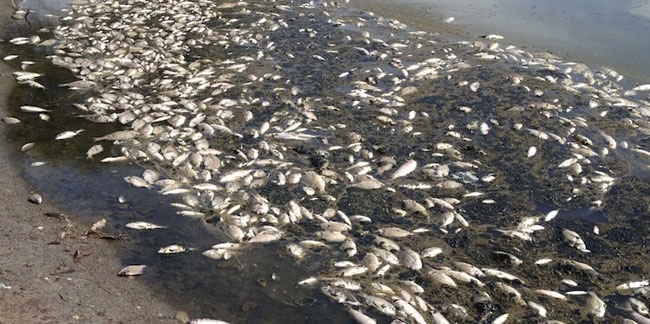 Avustralya’daki Darling Nehri'nde yüz binlerce ölü balık bulundu