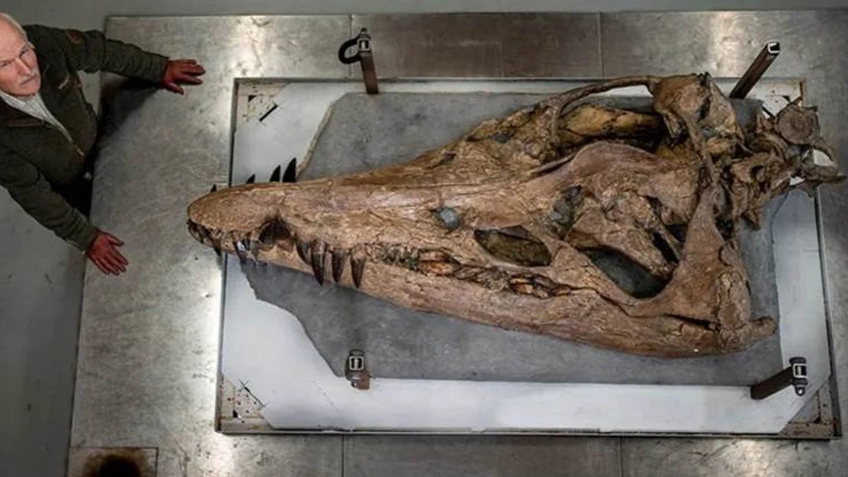 150 milyon yıllık devasa kafatası bulundu