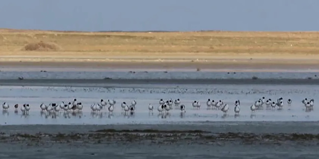 Ziyaretçi sayısı azalan Seyfe Gölü'ne, kuşlar akın etti