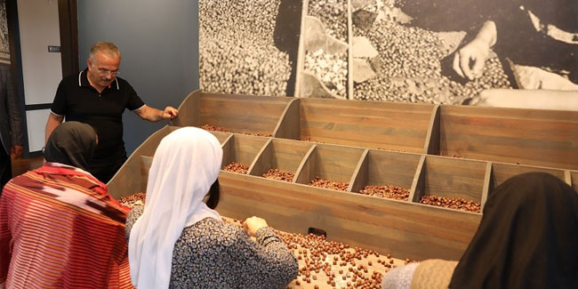 Türkiye’de bir ilk: Fındık müzesi