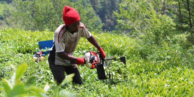 Trabzon'da Senegalli işçiler çay hasadında