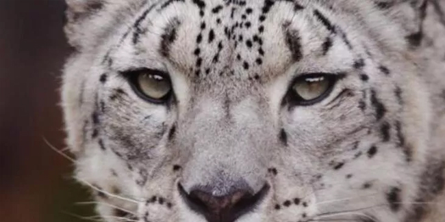 Kar leoparı Covid-19 nedeniyle hayatını kaybetti