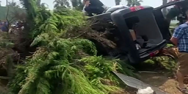 Kocaeli'de otomobilin çarptığı ağaç üstüne devrildi! Sıkışan sürücü yaralandı
