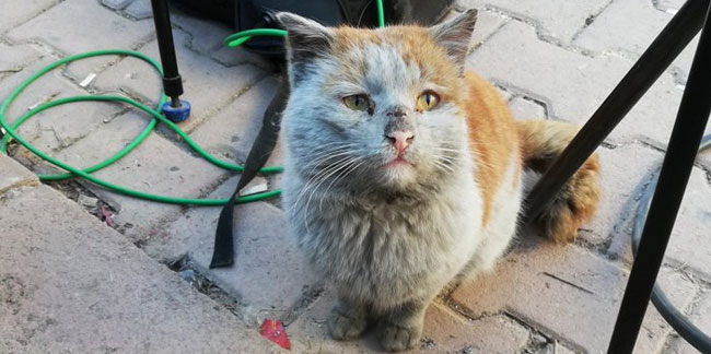 Depremzede kedi kimsenin haberi olmadan Hatay'dan 1040 kilometre yol kat etti