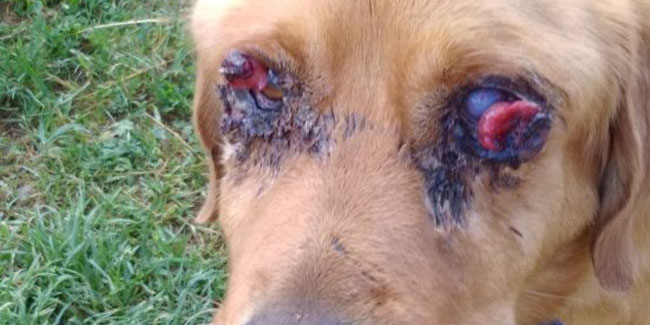 Şiddet gördü sanılan köpek, ağır bir kanser atlattı