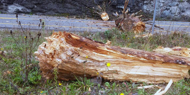 Zigana Dağı’nda yola düşen ağaç ulaşımı kapattı