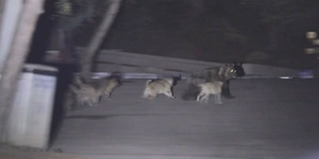 Ankara'da başıboş köpekler ayıya saldırdı! O anlar kameralara yakalandı