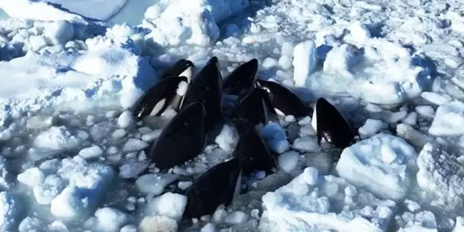 Görüntüler Japonya'dan... Katil balinalar buz kütlesine sıkıştı