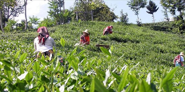 Rize'de Çay Üreticileri, Yaş Çay Taban Fiyatı İçin Eylem Yaptı!