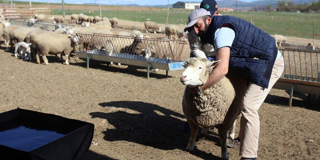 Ile de France’ ırkı koyunlar üreticinin yüzünü güldürüyor