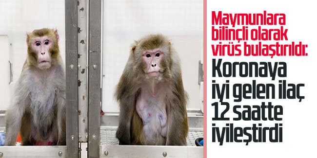Maymunlara bilinçli olarak virüs bulaştırıldı: Koronaya iyi gelen ilaç 12 saatte iyileştirdi