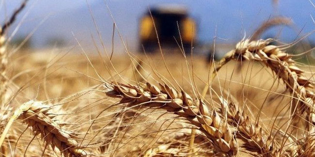 TİGEM'e kiralık tarım arazisi tepkisi: Buğday seneye 16 lira!