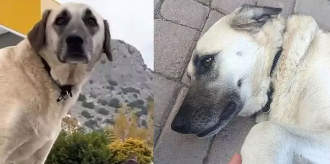 Antalya'da iğrenç olay! Servis şoföründen köpeğe cinsel saldırı iddiası