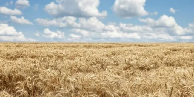 Buğday fiyatlarında düşüş; son 5 ayın en düşük seviyesini gördü