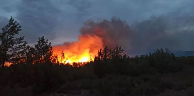 Muğla'da orman yangını: Ekipler müdahale ediyor