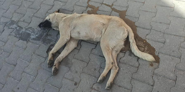 Nevşehir’deki köpek katili yakalandı