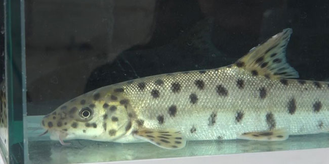 Dünyanın en çok aranan 10 balığından birini Dicle'de buldular