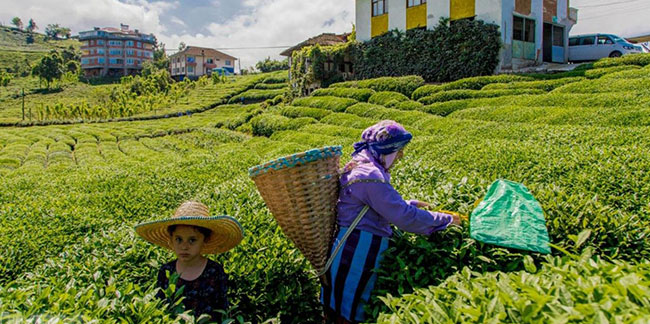 ÇAYKUR’dan üreticilere hasat uyarısı: Çayın Geleceğini Karartmayın!