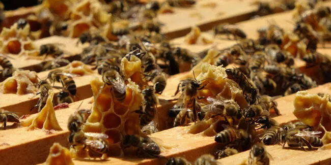 Ordu'da arı ölümleri arttı