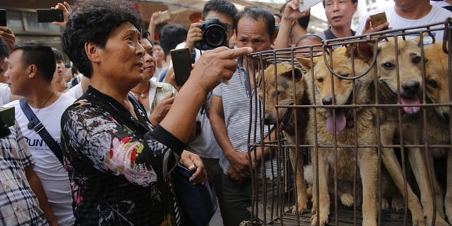 Çin'de kedi ve köpek eti satışı yasaklanıyor!