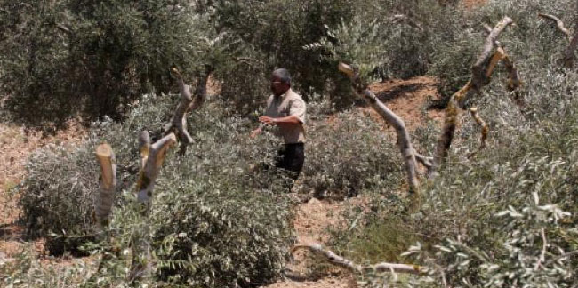 Son 20 yılda Filistinlilere ait 800 bin zeytin ağacı İsrail saldırılarında yok oldu