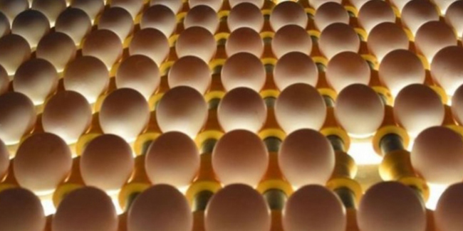 Irak'ın yumurta ithalatı yasağı Suriye ve Kuveyt'e ihracatta rekor getirdi
