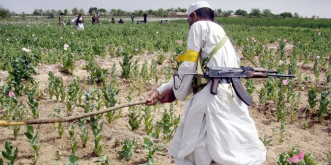 Taliban uyuşturucuyla mücadele birimi kurdu