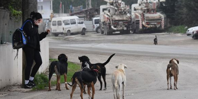 Karadeniz'de 5 ilde sahipsiz köpek sayısı 100 bine dayandı