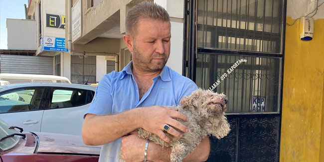 Ankara'da pitbull dehşeti: Evcil hayvanın çenesini kopardı