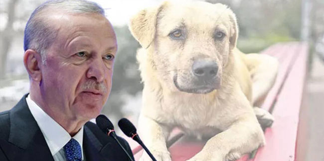 Sokak köpekleri uyutulacak mı? Erdoğan açıkladı!