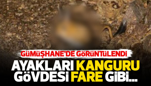 Gümüşhane’de Arap tavşanı görüntülendi