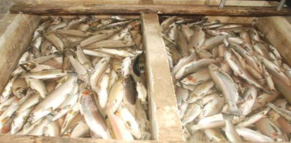Rize'deki Toplu Balık Ölümleri Araştırılıyor