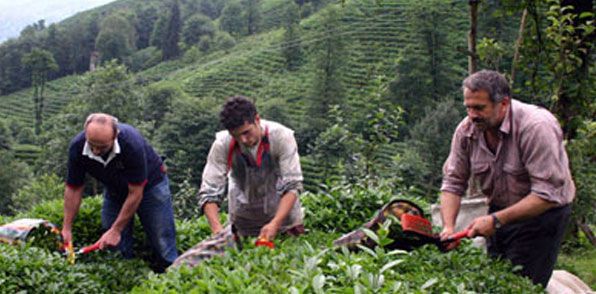 Çay üreticisine prim müjdesi
