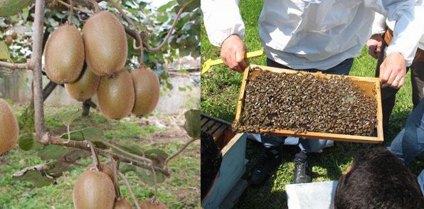 Doğu Karadeniz'de organik tarım artıyor