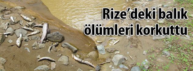 Rizedeki balık ölümleri korkuttu