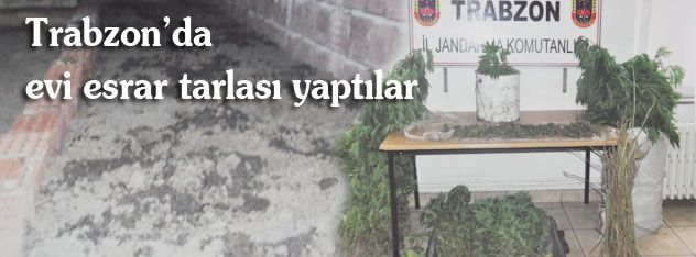 Trabzonda  evi esrar tarlası yaptılar
