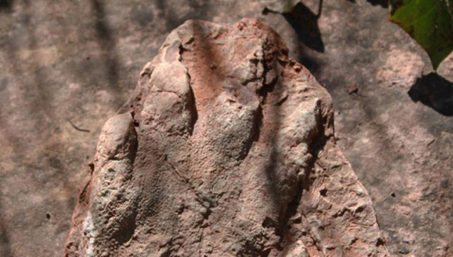 230 milyon yıllık ayak izi fosili bulundu