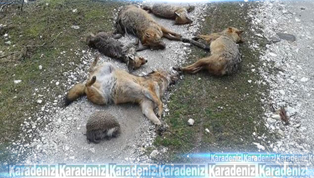 Bursa’da hayvan ölümlerinde şaşırtan rapor