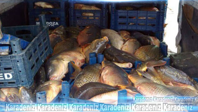 Elazığ'da kaçak avlanan 2 ton balık ele geçirildi