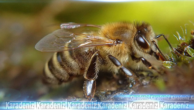 Ardahan'da Kafkas arısı alarmı