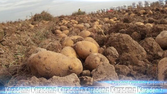 Çukurovalı çiftçiler patatesi tarlada bekletiyor