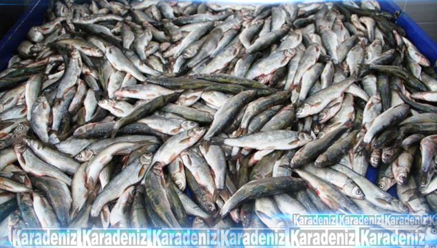 Balığın yüzde 70’i Karadeniz’den