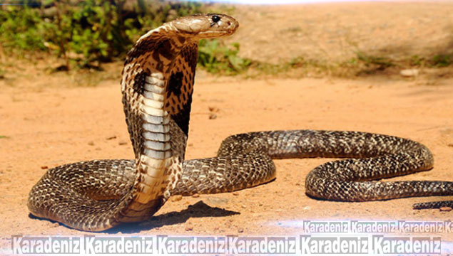 Kaybolan kobra yılanı paniğe yol açtı