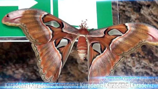 Dünyanın en büyük kelebeği Konya'da!