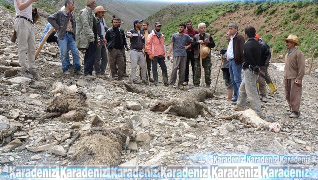 Hakkari'de sel felaketi: 800 koyun telef oldu